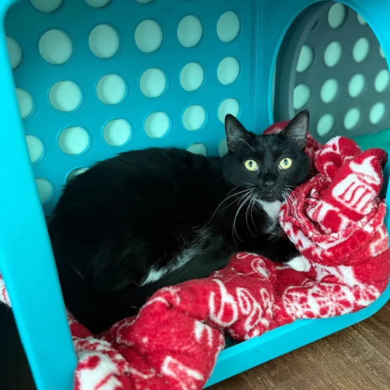 Kennebec thumbnail 2