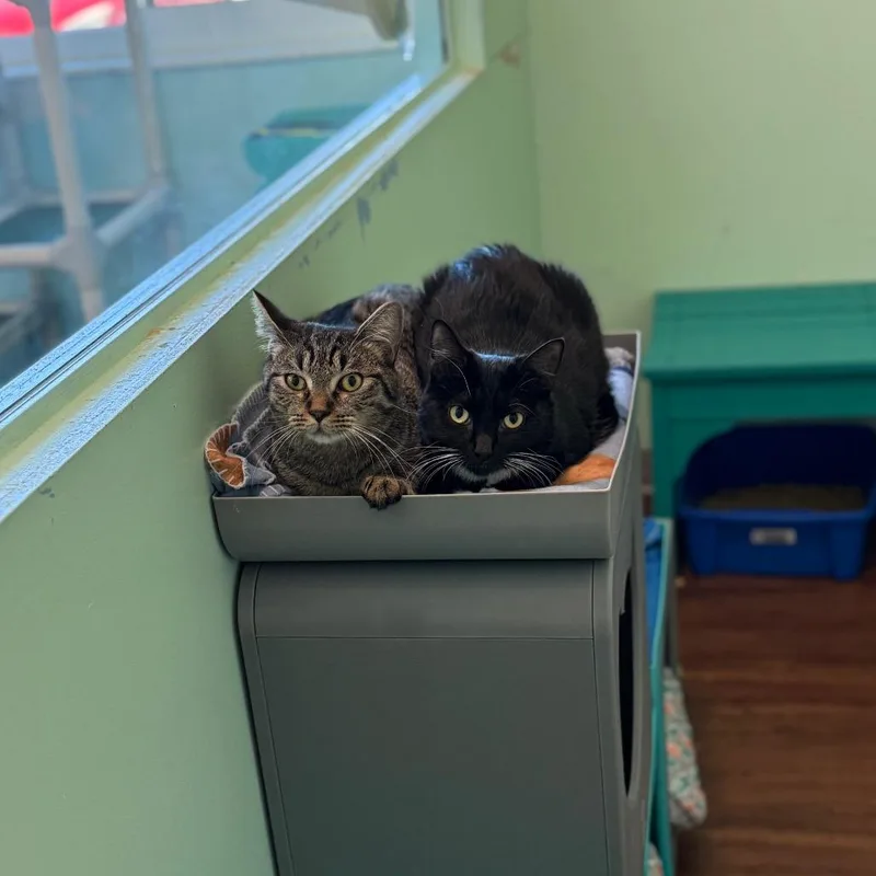 Kennebec thumbnail 3