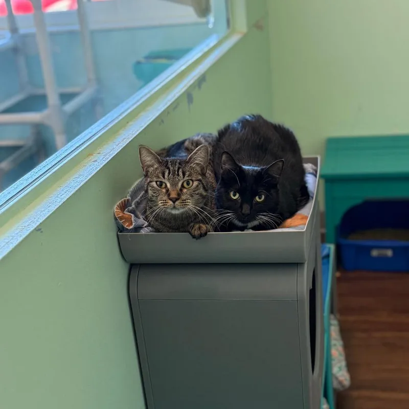 Kennebec thumbnail 4