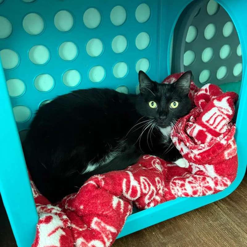 Kennebec thumbnail 5