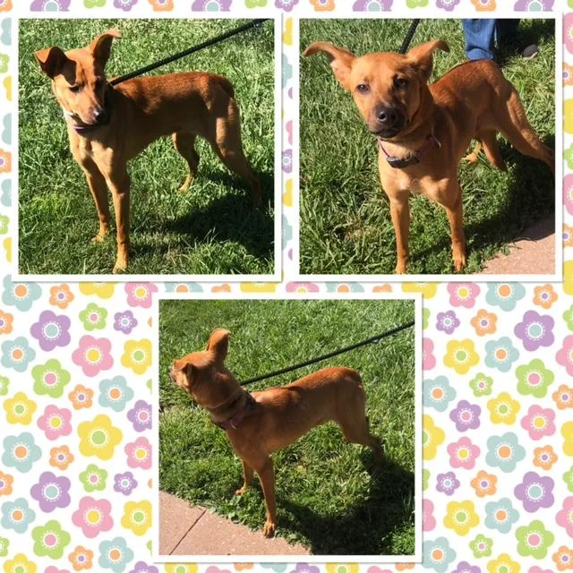 A young small-sized female Red / Chestnut / Orange Mixed Breed dog named Linda for adoption in Buckhannon, WV