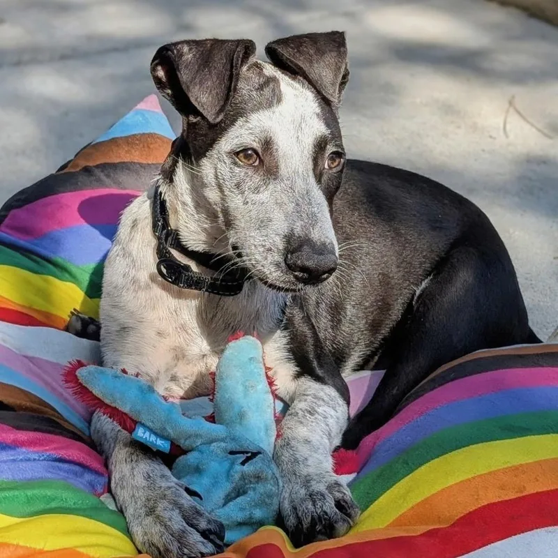 A young medium-sized male Labrador Retriever dog named Bumpy for adoption in San Diego, CA