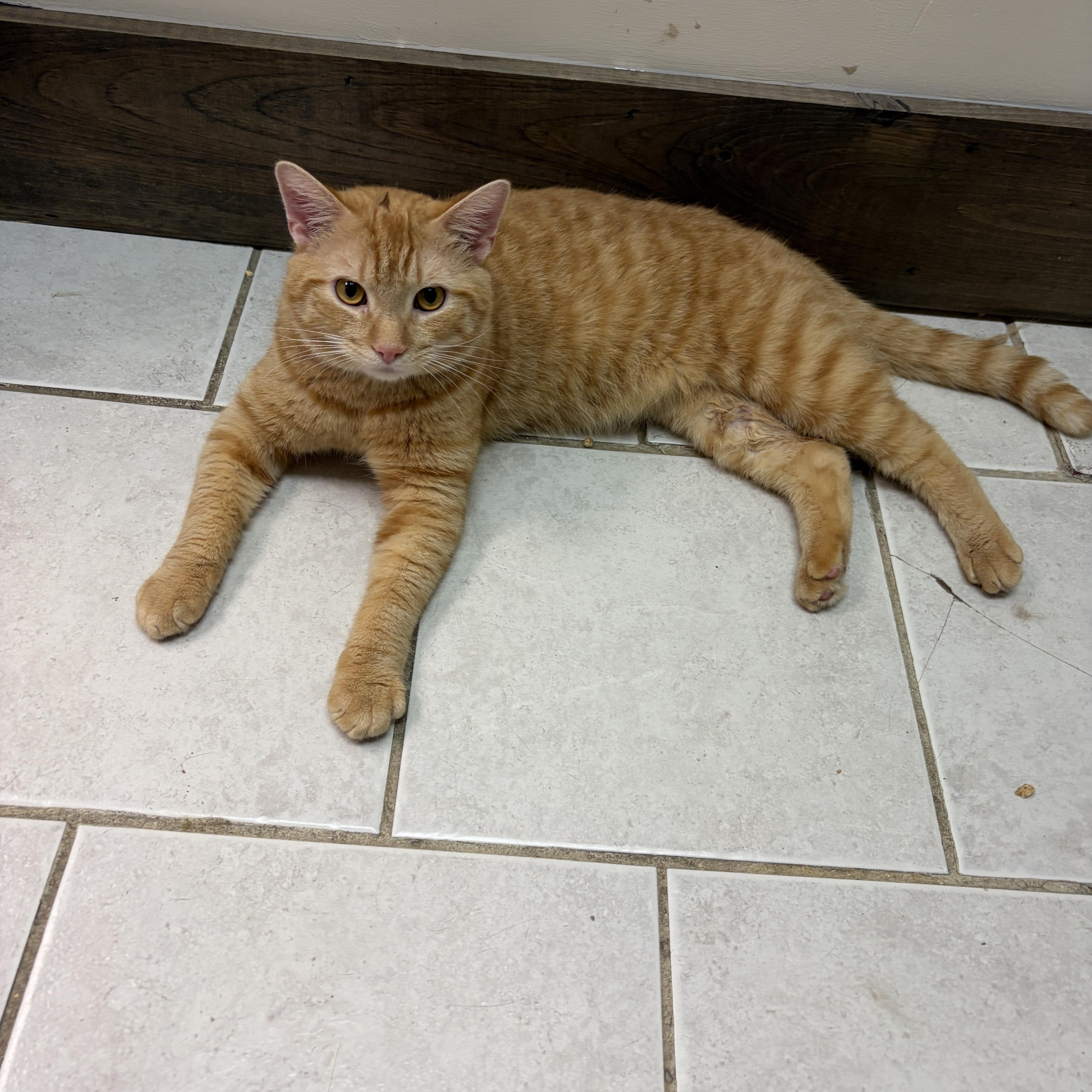 A baby medium-sized male Orange & White Tabby cat named Isaac for adoption in Medford, MA