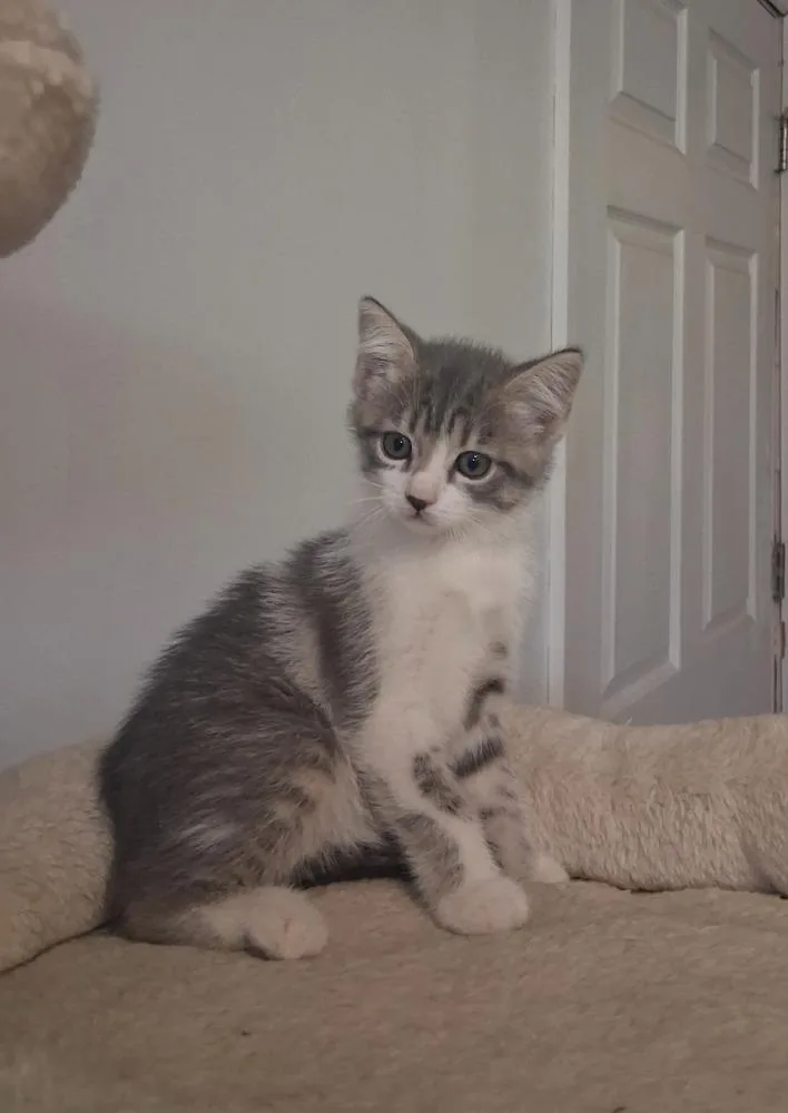 A baby medium-sized female Tabby (Gray / Blue / Silver) Domestic Short Hair cat named Furgy for adoption in Maitland, FL