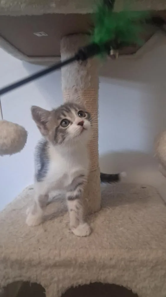 Furgy thumbnail 2