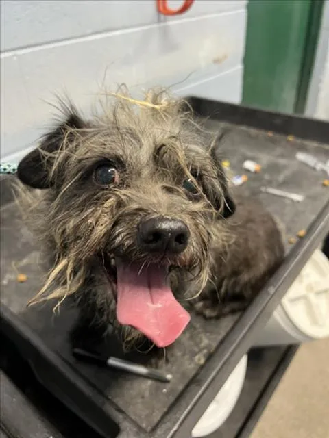 An adult small-sized male Terrier dog named Cranberry for adoption in Woodland, CA