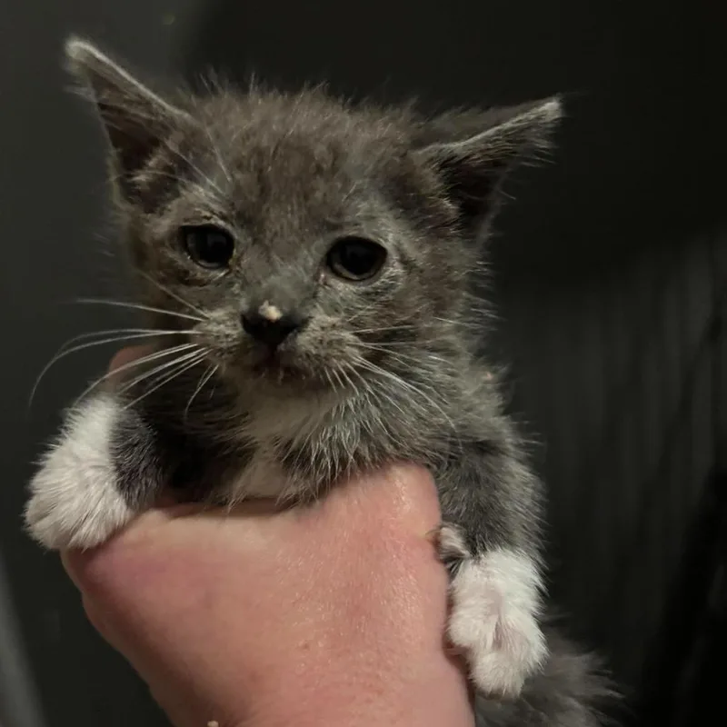 A baby small-sized female Gray / Blue / Silver Domestic Short Hair cat named Ella Shaw for adoption in Eagle Mountain, UT