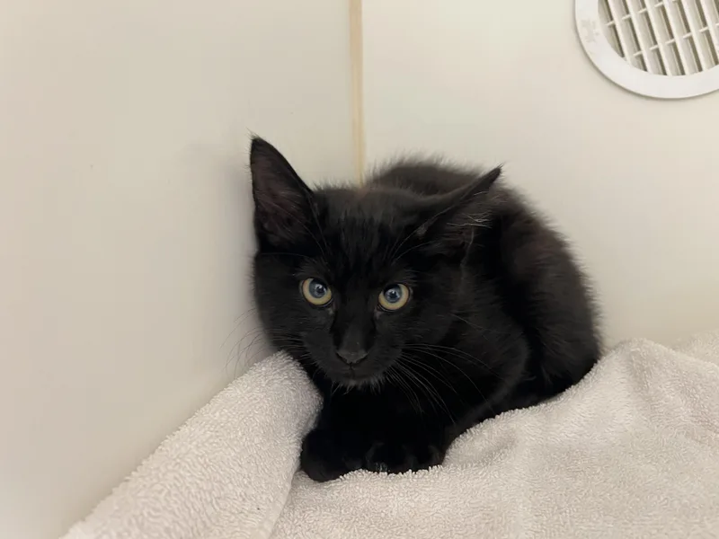 A young medium-sized male Black Domestic Short Hair cat named Pickle for adoption in Reisterstown, MD