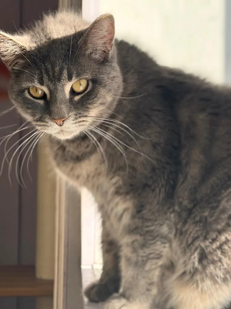 Stella