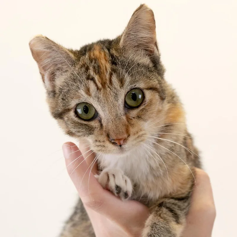 A baby small-sized female Calico Domestic Short Hair cat named Libby for adoption in Buffalo, MN