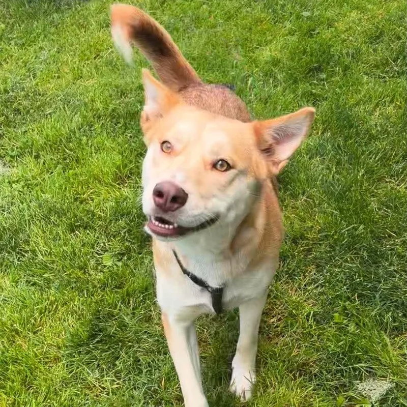 A young medium-sized female Husky dog named Bella for adoption in Valparaiso, IN