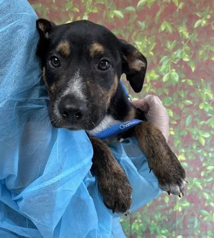 A young small-sized male Shepherd dog named Jacoby for adoption in San Antonio, TX