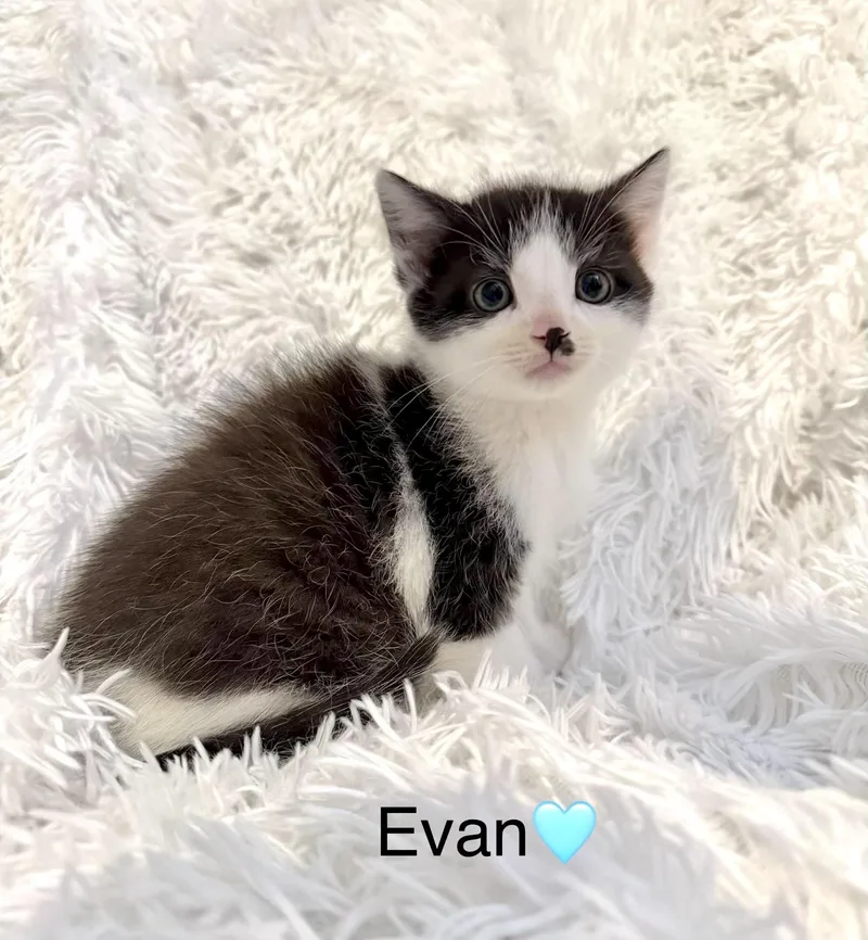 A baby medium-sized male Gray & White Domestic Short Hair cat named Evan for adoption in Copley, OH