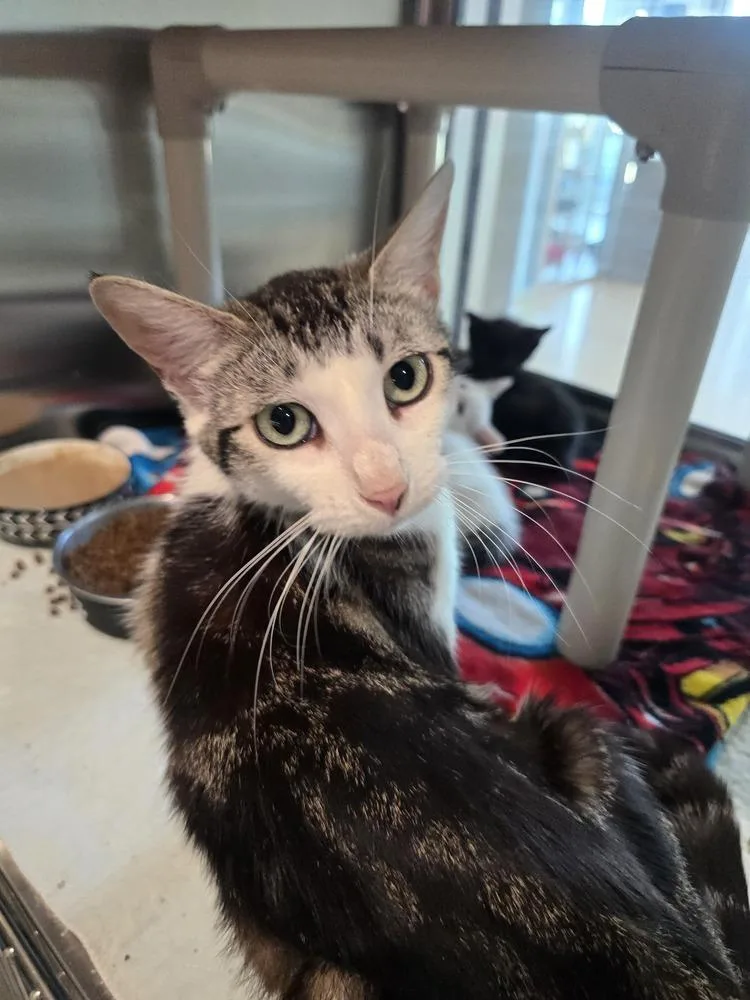 An adult medium-sized female Domestic Short Hair cat named Alexis for adoption in Wellington, KS