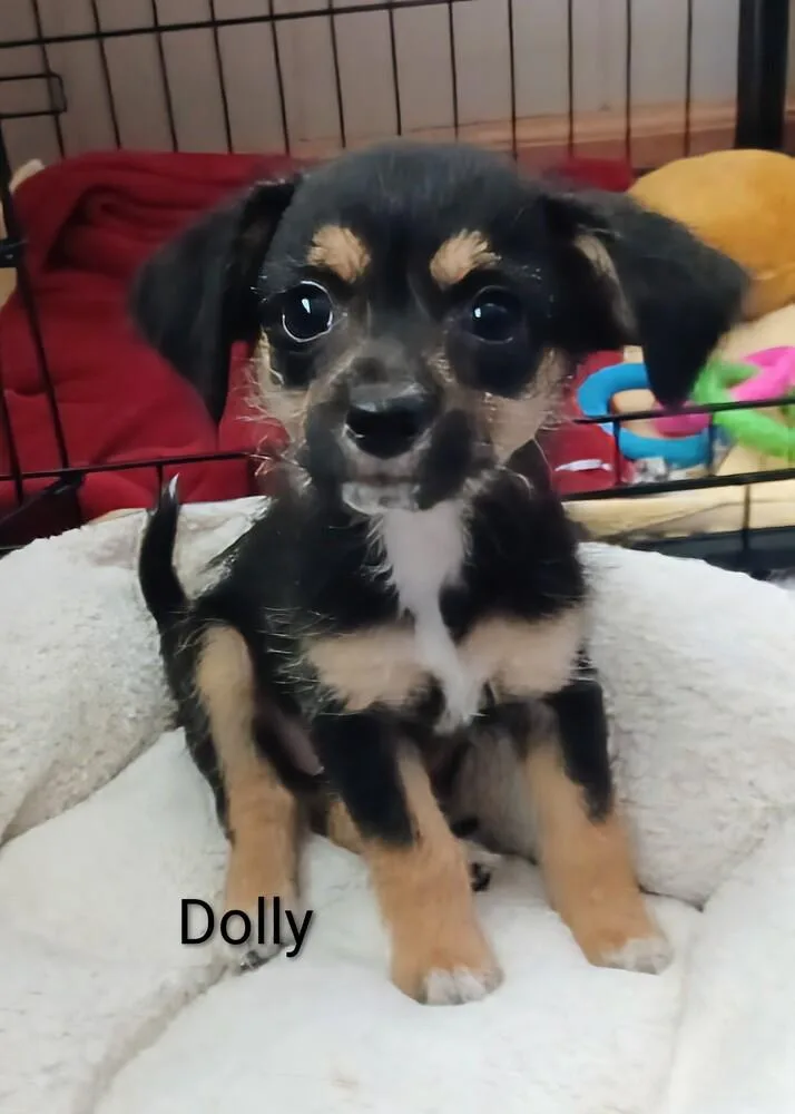 Dolly