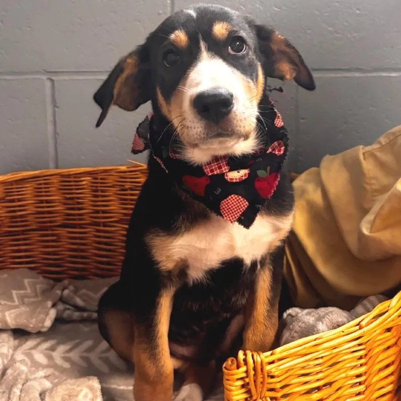 A baby small-sized female Black Coonhound dog named Ladybug for adoption in Belleville, IL