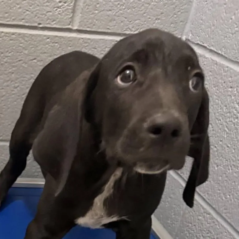 A baby small-sized male Black Hound dog named Linus for adoption in Charlottesville, VA