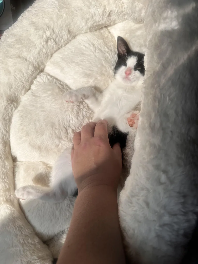 A baby small-sized female Black & White / Tuxedo Domestic Short Hair cat named Squeaks for adoption in Lincoln Park, NJ