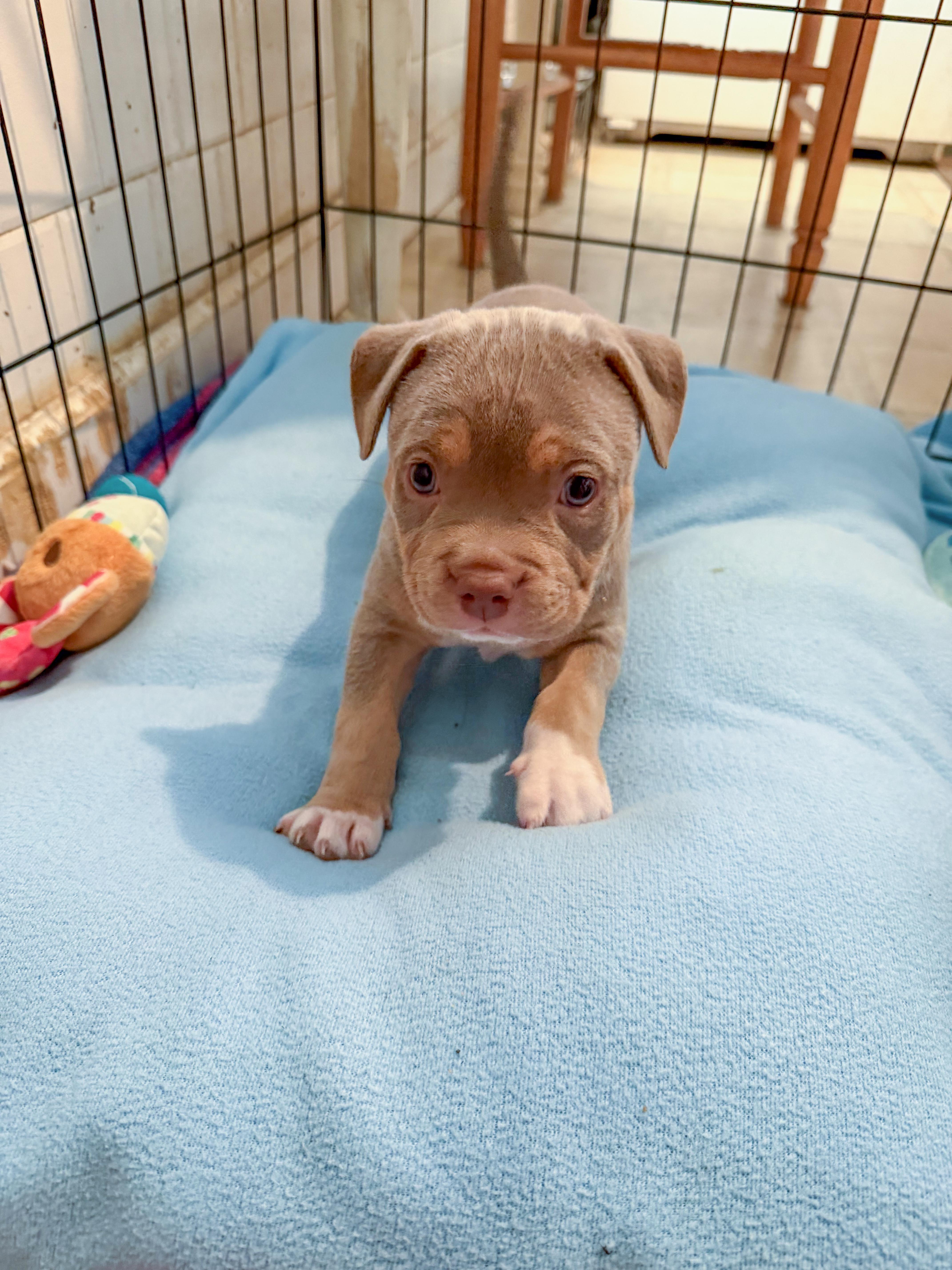 A baby medium-sized female Apricot / Beige Terrier dog named LAURA  Needs a for adoption in Birmingham, MI