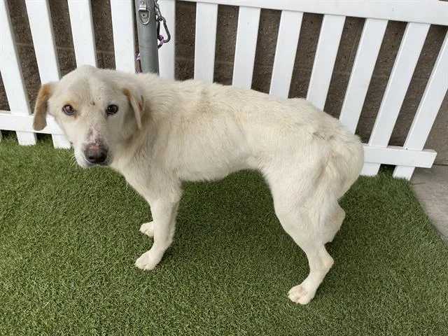 A young large-sized male Labrador Retriever dog named A for adoption in Modesto, CA