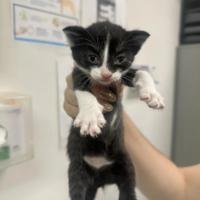 A baby small-sized male Black Domestic Short Hair cat named Ddaeng for adoption in Charleston, WV