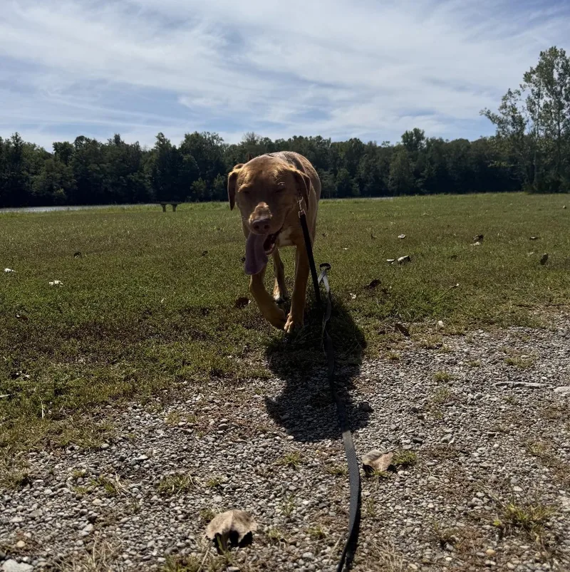 A young large-sized female Apricot / Beige Mixed Breed dog named Dolly for adoption in Maineville, OH