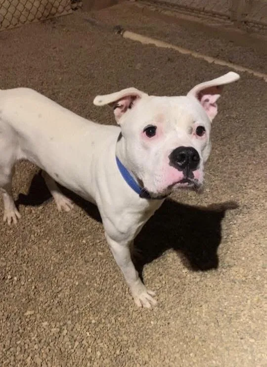 A young large-sized male White / Cream American Bully dog named Asher for adoption in Lacon, IL