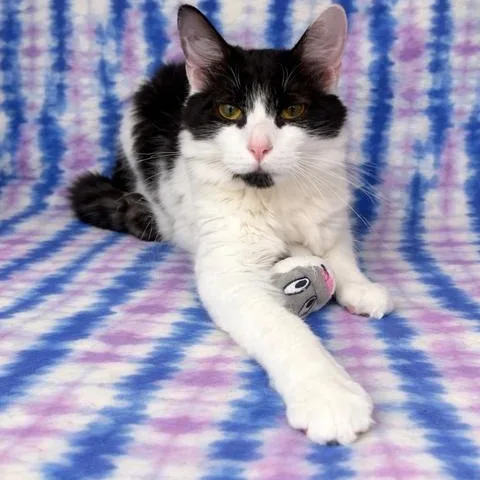 A young medium-sized male White Domestic Medium Hair cat named Figuro for adoption in Valdosta, GA