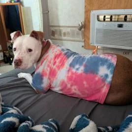 An adult medium-sized female White / Cream Pit Bull Terrier dog named Arizona for adoption in Pahrump, NV