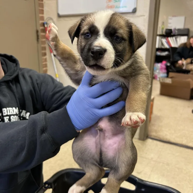 A young medium-sized male Brown / Chocolate Husky dog named William for adoption in Birmingham, AL