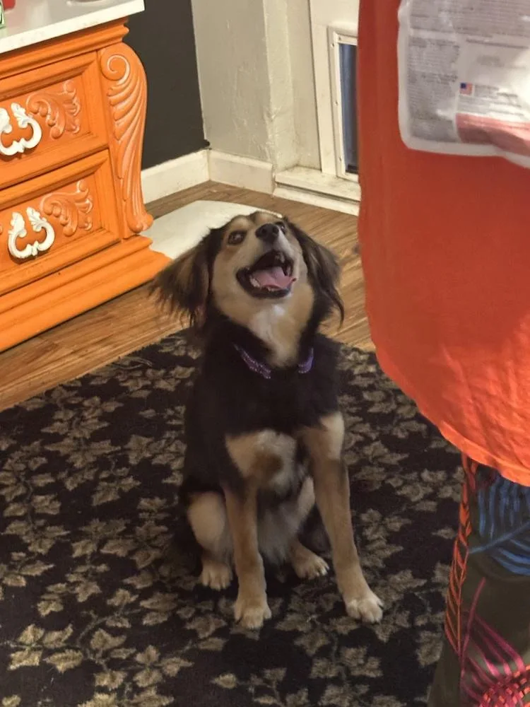 A young small-sized male Brown / Chocolate Shetland Sheepdog / Sheltie dog named Milo for adoption in Richardson, TX