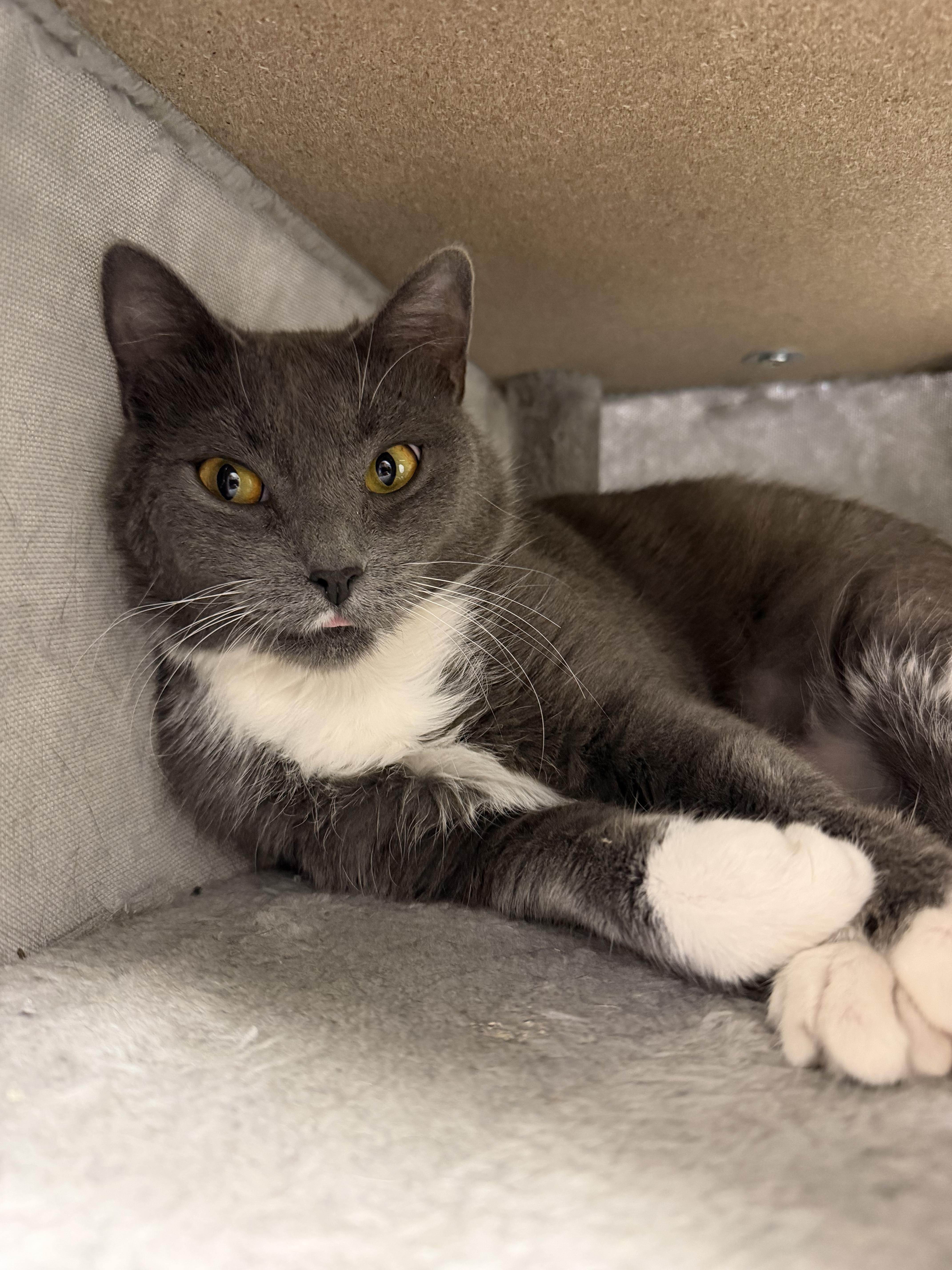 A young medium-sized female Gray & White Domestic Short Hair cat named Apple for adoption in North Kingstown, RI