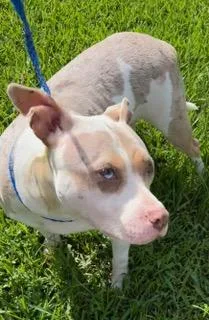 A young medium-sized female White / Cream Miniature Bull Terrier dog named Clover for adoption in Longwood, FL