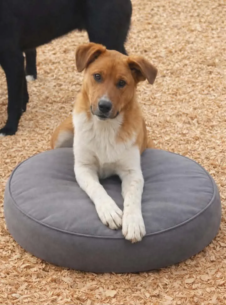A young medium-sized male White / Cream Border Collie dog named Axel Anderson for adoption in Batesville, AR