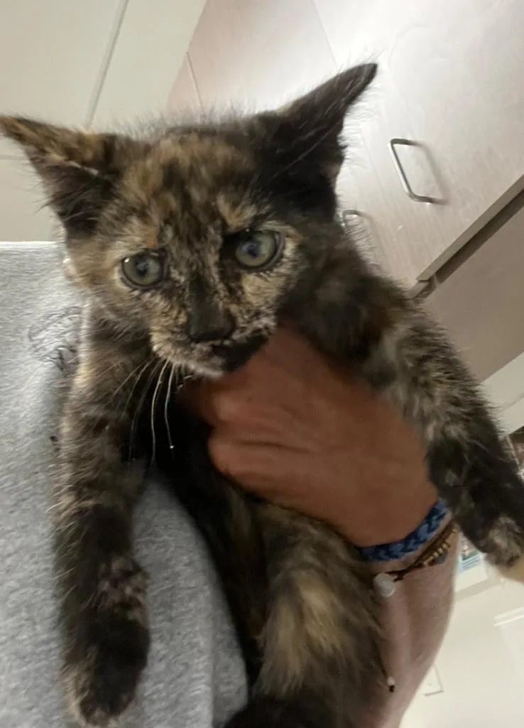 A baby small-sized female American Shorthair cat named Cyndi Lauper for adoption in Greenfield, IN