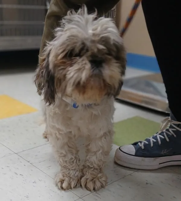 A young small-sized male Shih Tzu dog named Mowgli for adoption in Sioux City, IA
