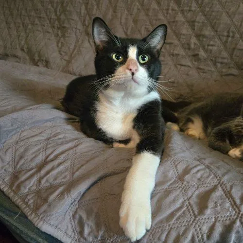 An adult medium-sized male Tuxedo cat named Pogo for adoption in Knoxville, TN