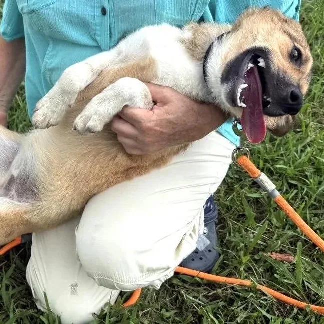 A young small-sized female Golden Corgi dog named Tessa for adoption in Morristown, NJ
