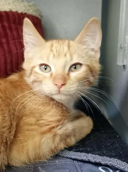A young medium-sized male Orange / Red Domestic Short Hair cat named Allen for adoption in Waupaca, WI