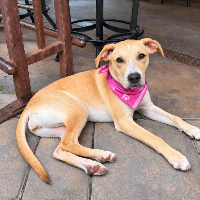 A young large-sized female Pit Bull Terrier dog named Georgia for adoption in Levittown, NY