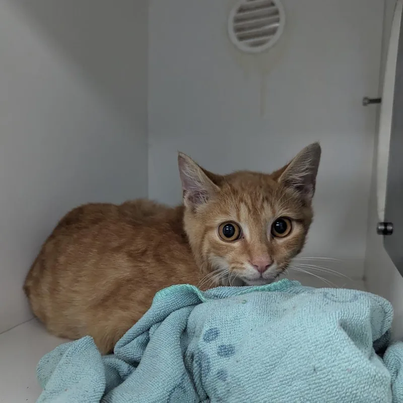 A baby small-sized male Orange / Red Domestic Short Hair cat named Cider for adoption in Jeffersonville, IN
