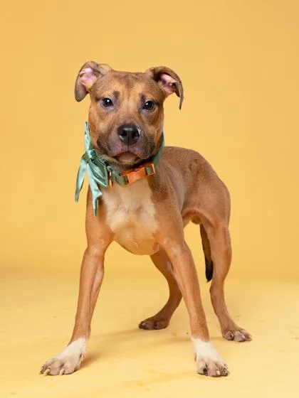 A young medium-sized male Mixed Breed dog named Oscar Ocelot for adoption in Atlanta, GA