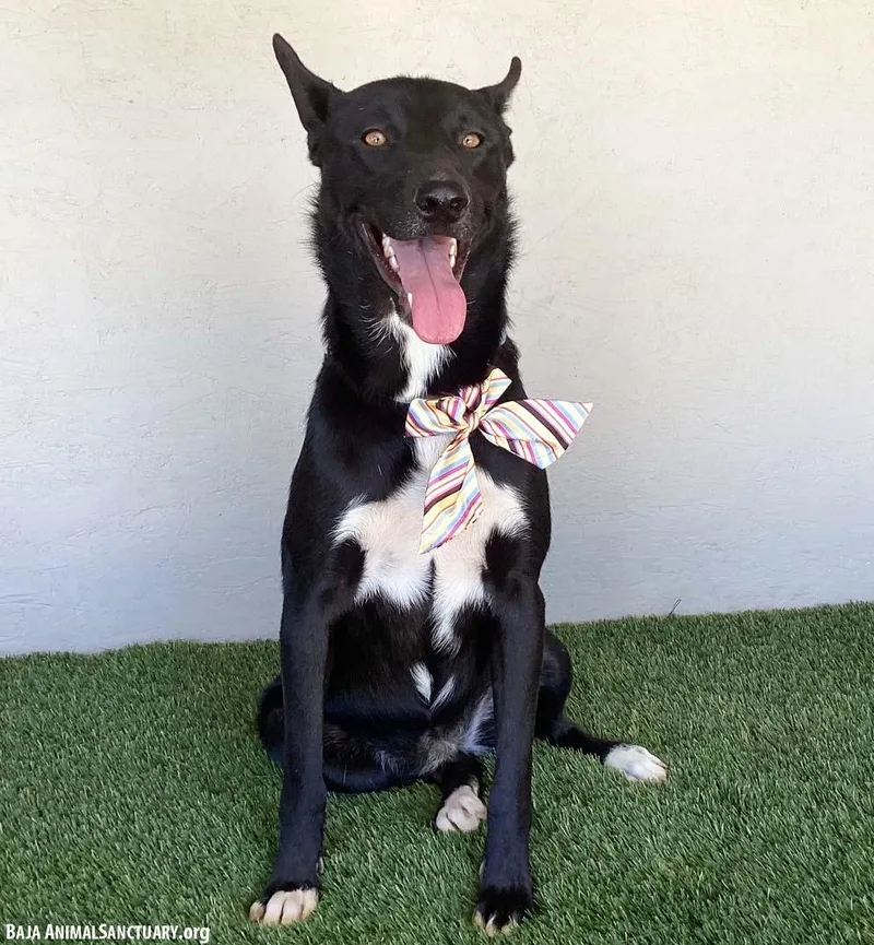 Charlene thumbnail 3