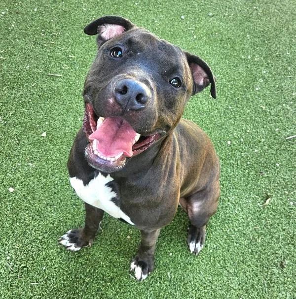 An adult large-sized female Mixed Breed dog named Cassie for adoption in Austin, TX