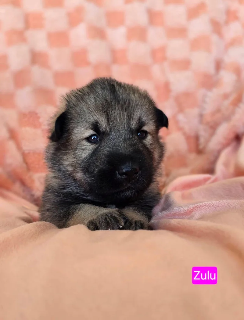 Zulu