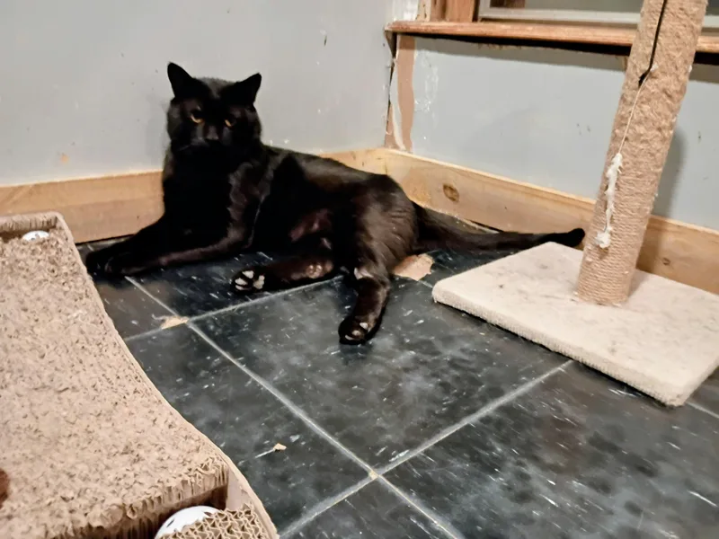 A senior medium-sized male Domestic Short Hair cat named Georgie for adoption in Sapulpa, OK