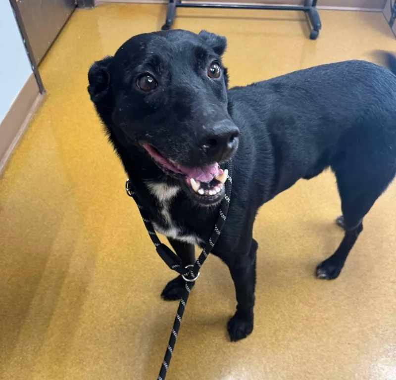 An adult medium-sized male Labrador Retriever dog named Rick for adoption in Maryville, MO
