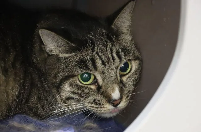 An adult small-sized female Domestic Medium Hair cat named Grace for adoption in Tucson, AZ