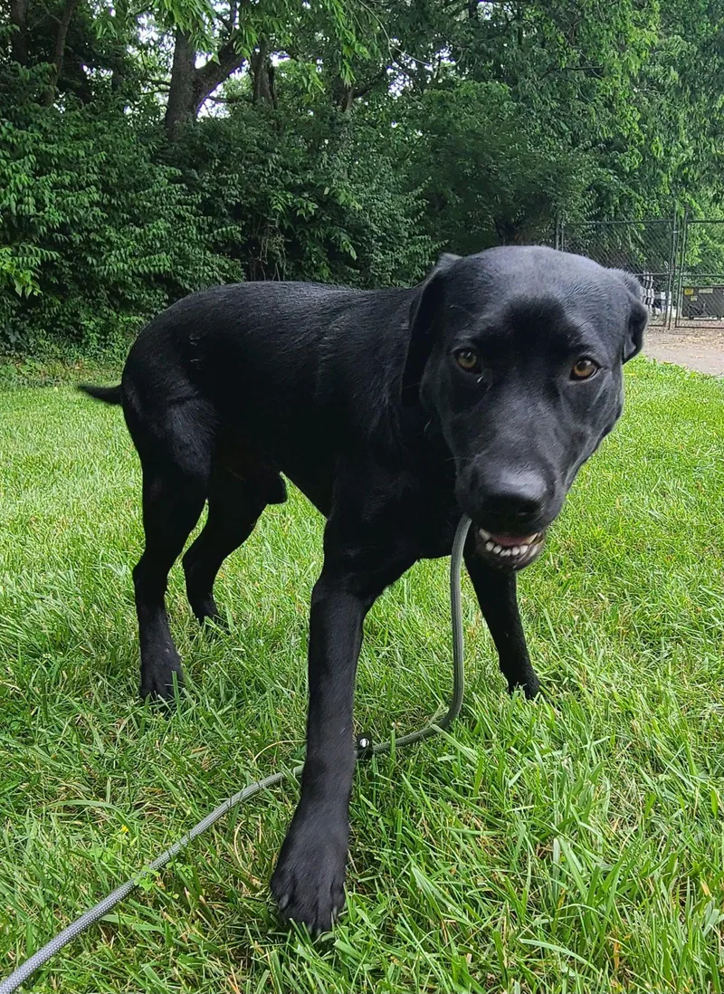 A young large-sized male Black Labrador Retriever dog named Coal for adoption in Harrodsburg, KY