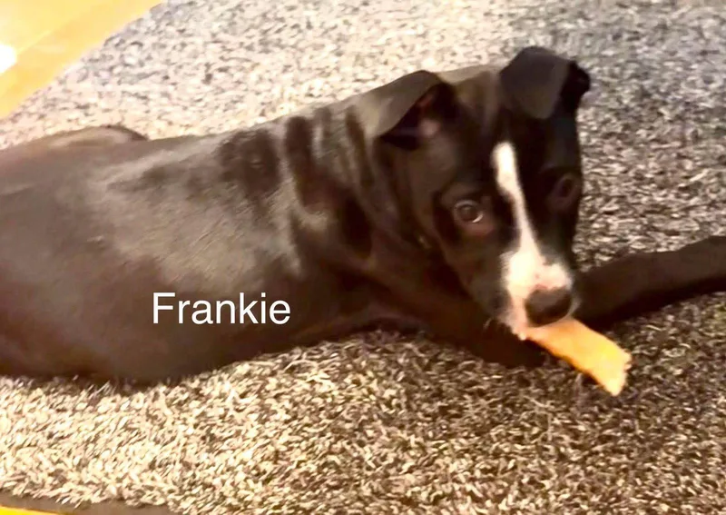 A baby medium-sized female Pit Bull Terrier dog named Frankie for adoption in Holly Springs, NC